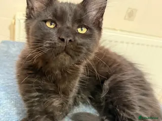 Maine Coon cats 😻1 Left Ready Now Gorgeous Maine Coon Kitten 😻 - Advert 5