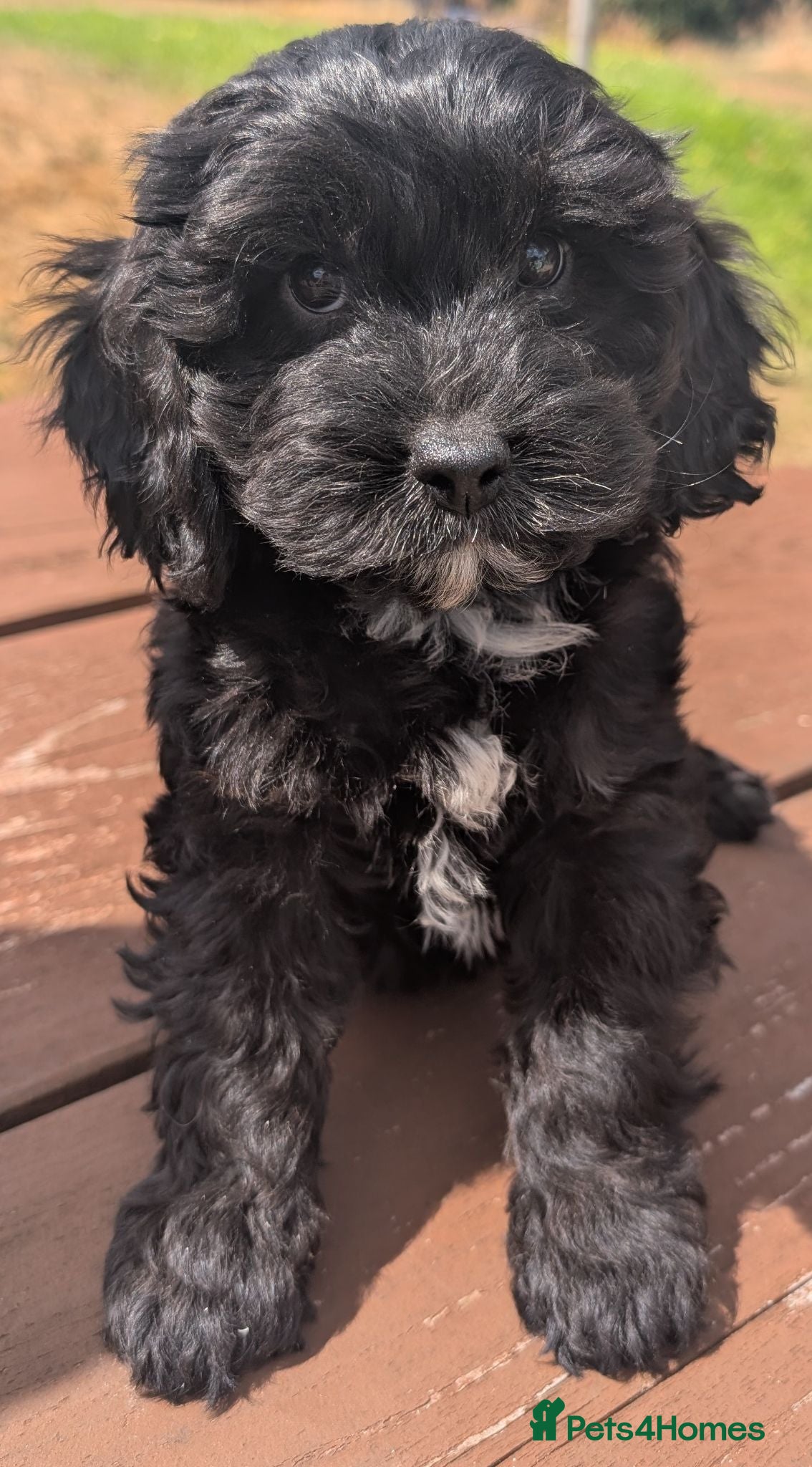 Cavapoo dogs Beautiful & Quality DNA Clear F1 Cavapoo puppies  - Advert 2
