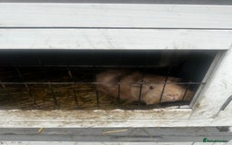 Guinea Pig rodents for sale: 2 female guinea pigs  - Image 1