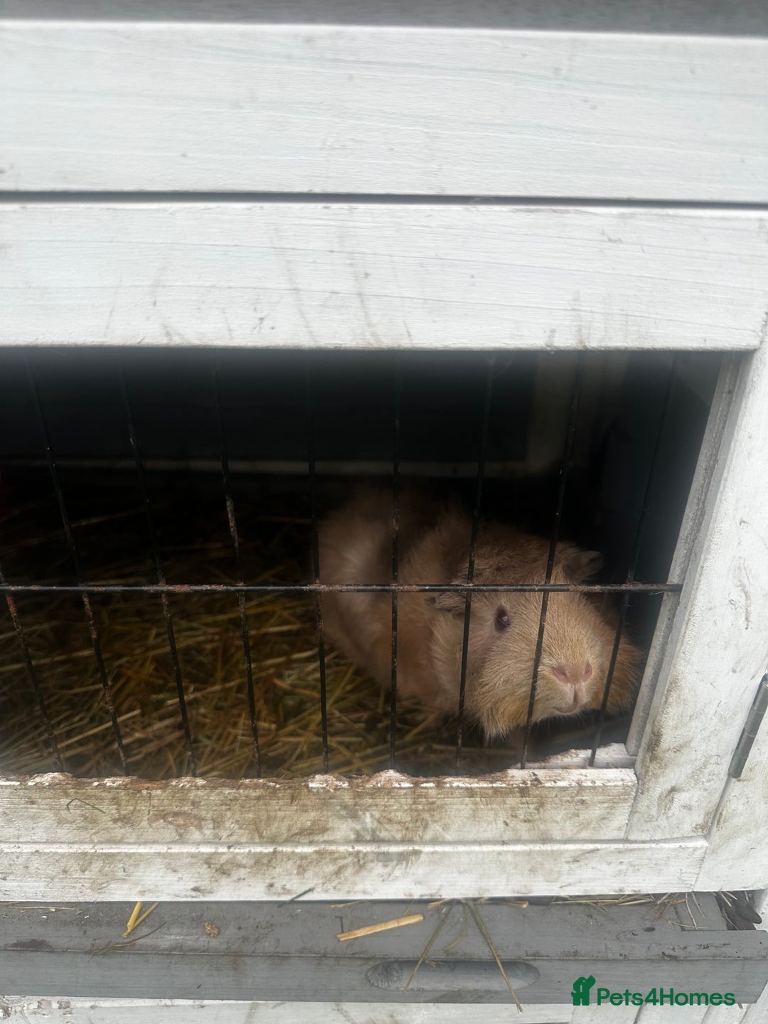 Guinea Pig rodents for sale: 2 female guinea pigs  - Image 1