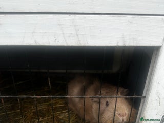 Guinea Pig rodents - Advert 35