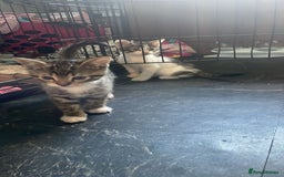 Domestic Shorthair cats for sale: 4 beautiful mixed kittens - Image 7