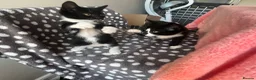 Mixed Breed cats for sale: 4 x Adorable Loving Kittens Ready NOW! - Advert 24