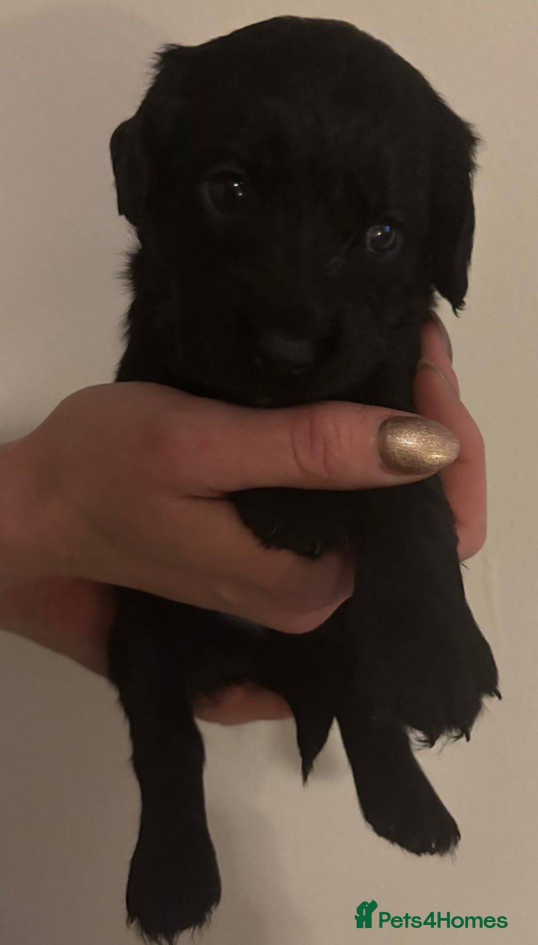 Mixed Breed dogs for sale: Beautiful Labradoodle x Cocker Spaniel Puppies - Advert 20