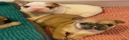 French Bulldog dogs for sale: Family Raised PURE French Bulldog puppies for sale - Advert 2