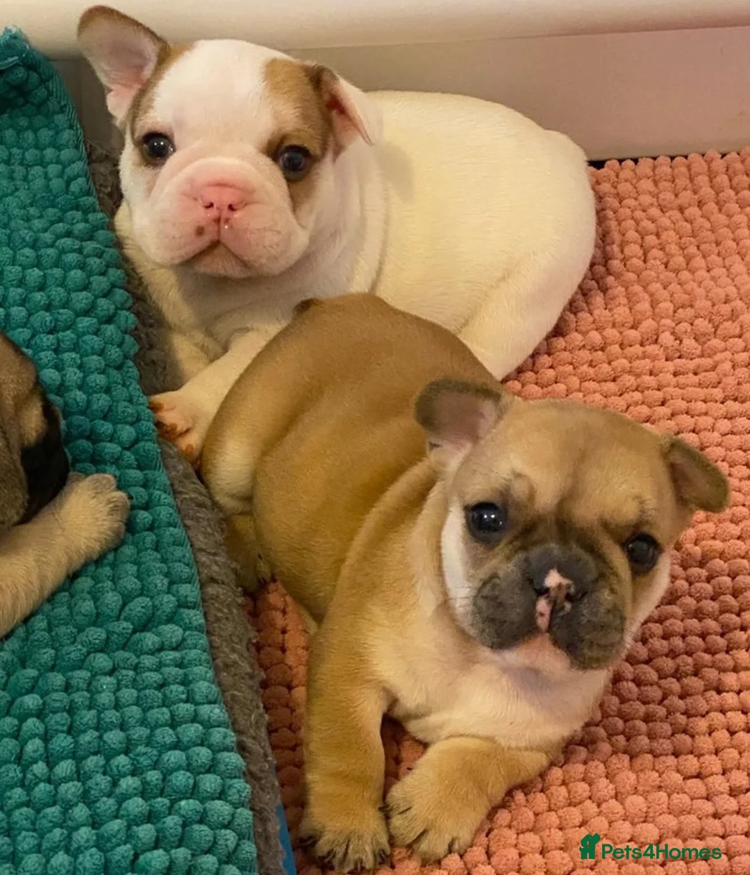 French Bulldog dogs for sale: Family Raised PURE French Bulldog puppies for sale - Advert 2