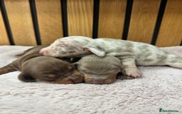Miniature Dachshund dogs for sale: 5⭐️ licensed breeder. Rainbow litter  - Image 1