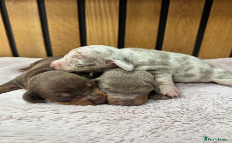 Miniature Dachshund dogs - Advert 4