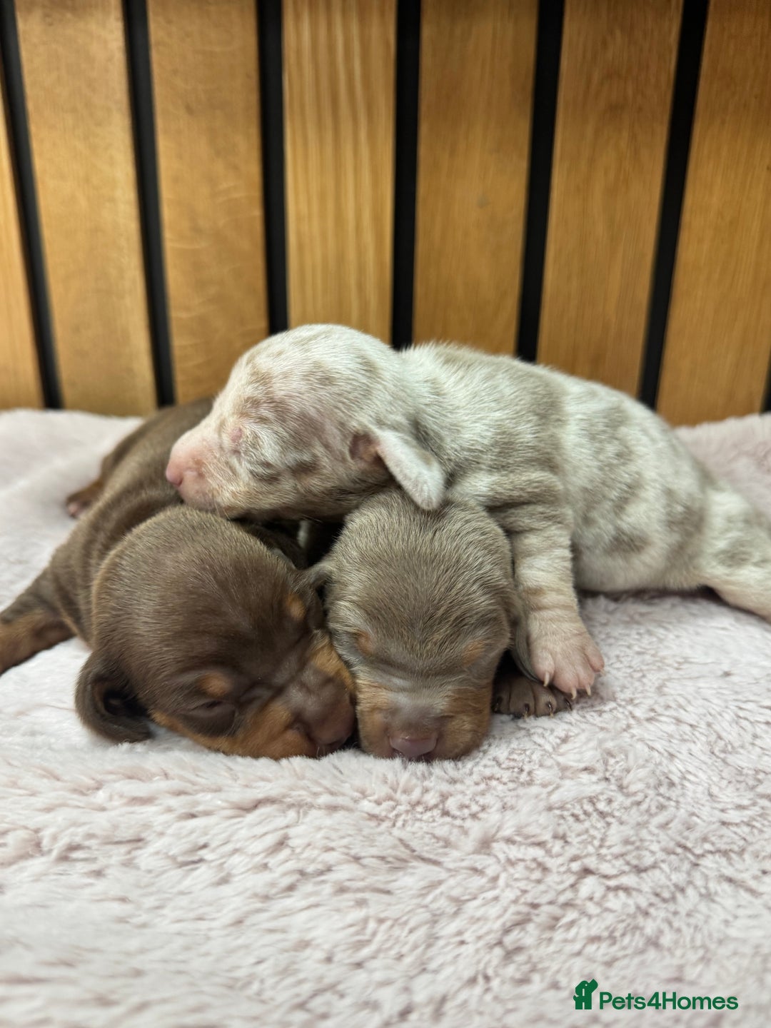 Miniature Dachshund dogs for sale: 5⭐️ licensed breeder. Rainbow litter  - Image 1