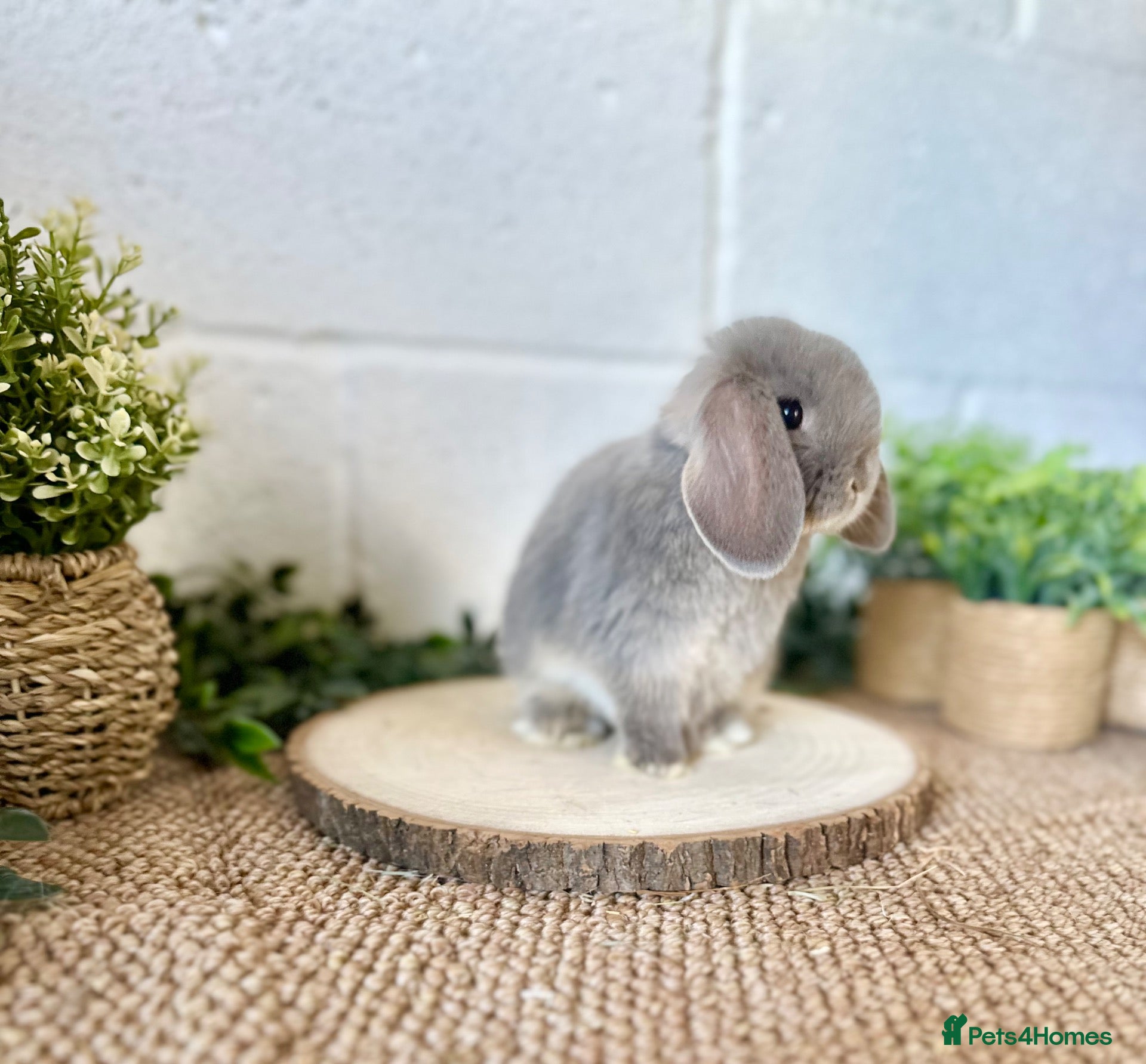 Mini Lop rabbits Two Mini Lop boys available to reserve🐰🌿  - Advert 2