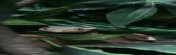 Gecko reptiles for sale: Female Harlequin Created Gecko in Aldershot - Advert 5