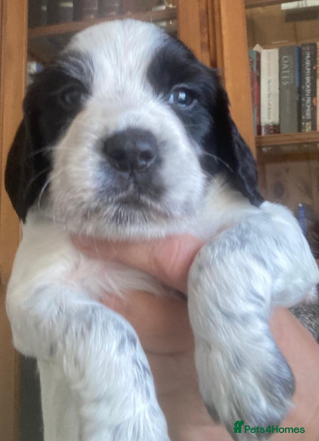 Sprocker dogs for sale: Working Sprocker Pups   - Image 6