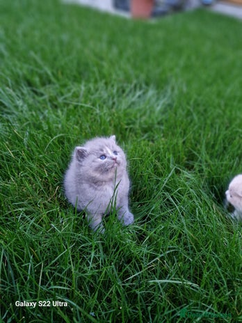 British Shorthair cats - Advert 4