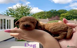 Cockapoo dogs for sale: Gorgeous F2B Cockapoos - Image 7
