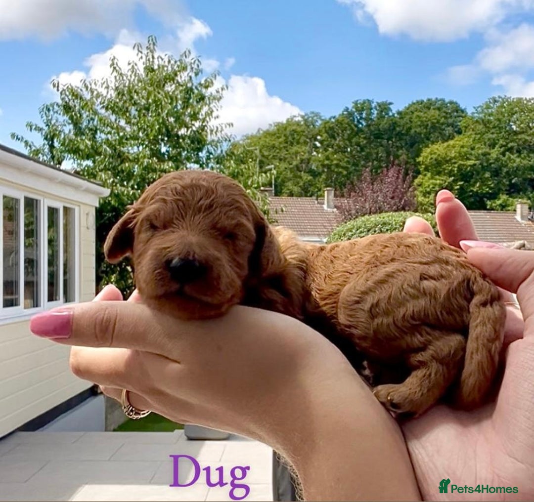 Cockapoo dogs for sale: Gorgeous F2B Cockapoos - Image 7