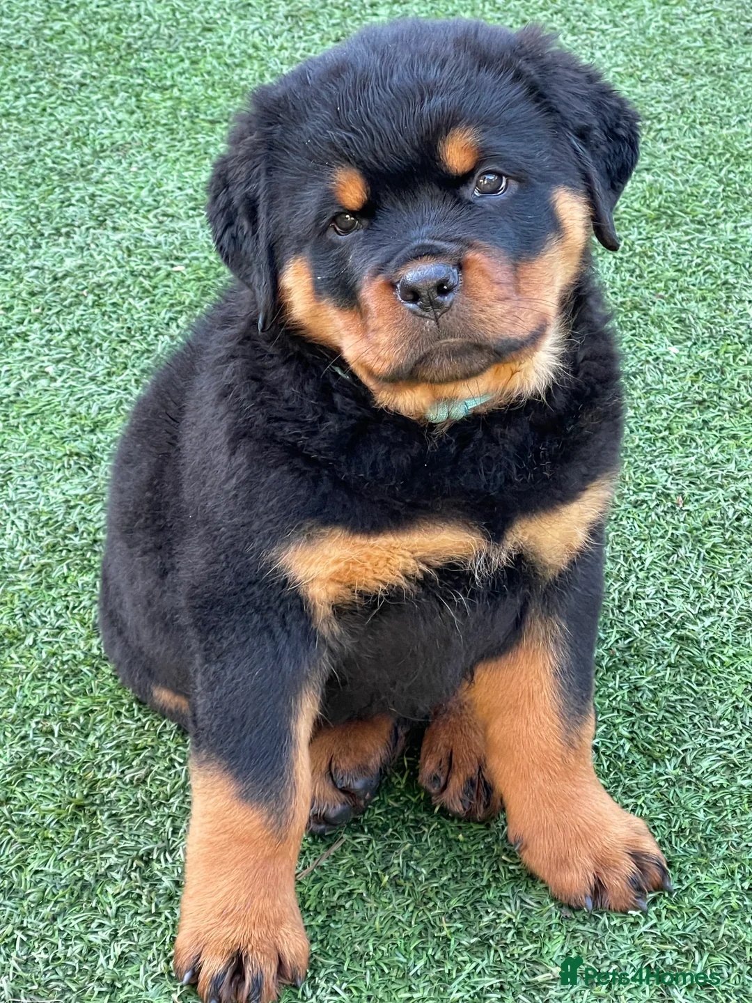 Rottweiler dogs for stud: BEAUTIFUL OLD TYPE BIG BONED ROTTIE! For stud in Mansfield - Advert 14
