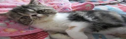 Exotic cats for sale: Super sweet Exotic female kitten READY NOW - Advert 9