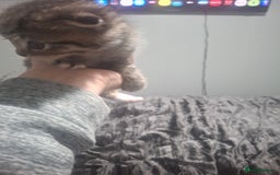 Mixed Breed cats for sale: 3 kittens  - Image 5