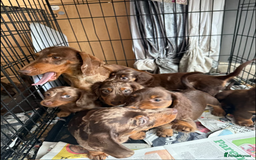 Miniature Dachshund dogs for sale: Adorable Miniature Dachshund Puppies - Image 4