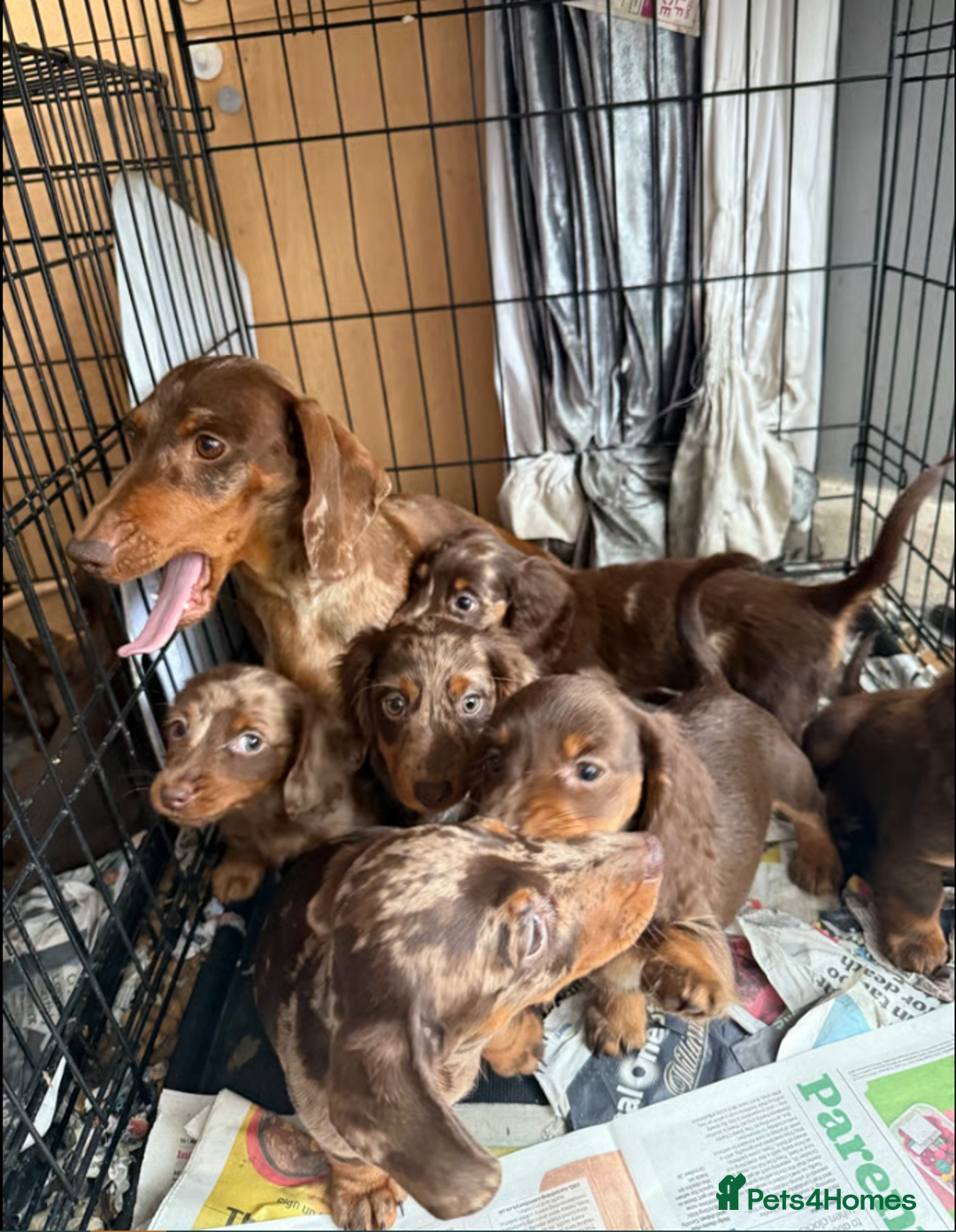 Miniature Dachshund dogs for sale: Adorable Miniature Dachshund Puppies - Image 4