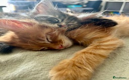 Maine Coon cats for sale: Pedigree MaineCoon Kittens - Image 22
