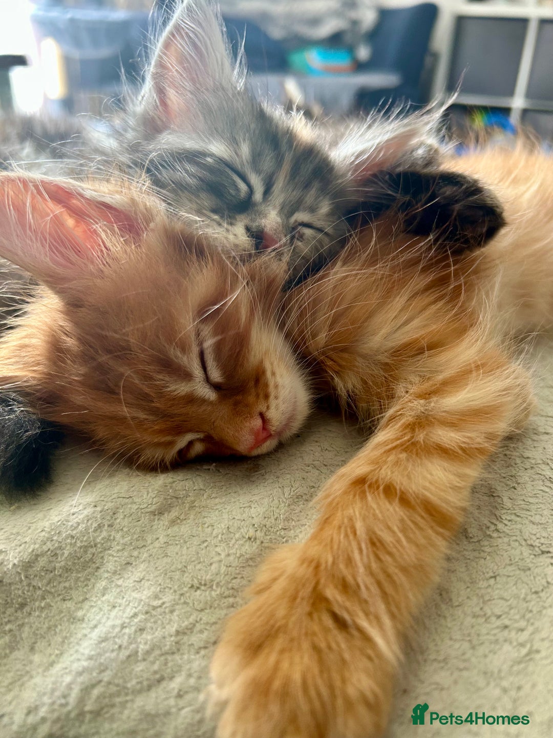 Maine Coon cats for sale: Pedigree MaineCoon Kittens - Image 22