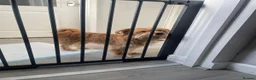 Mixed Breed dogs for sale: 3yr old dog for sale - Advert 3