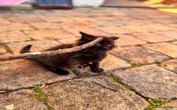 Mixed Breed cats for sale: two boys and a girl - Image 12