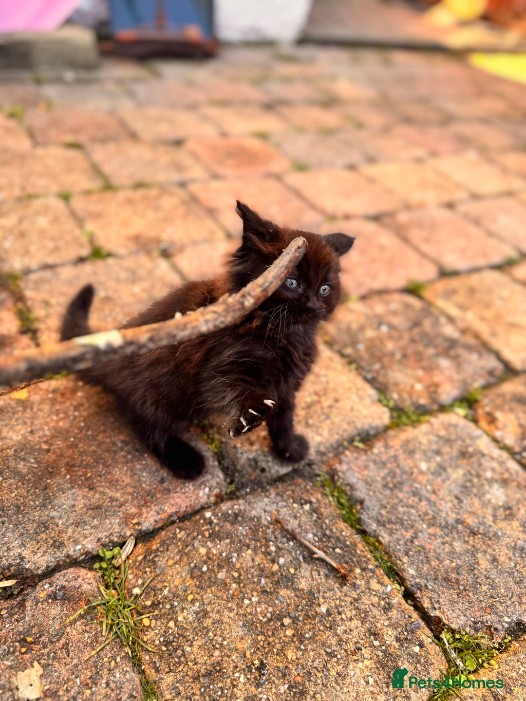 Mixed Breed cats for sale: two boys and a girl - Image 12