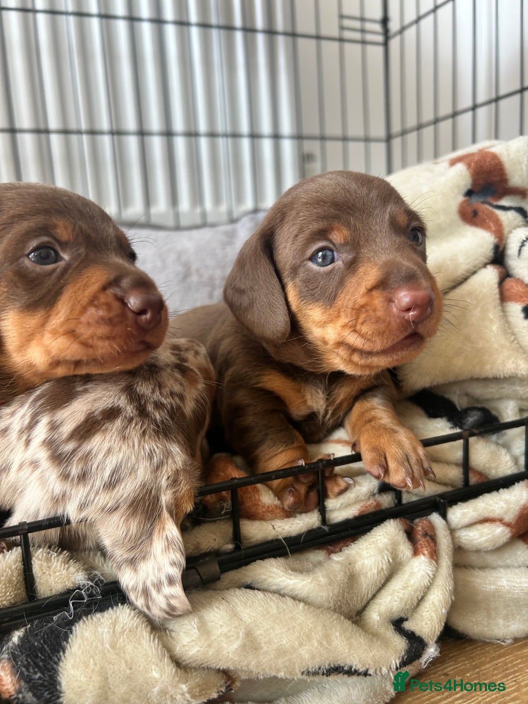 Dachshund dogs for sale: REDUCED*1 LEFT!! *BEAUTIFUL Miniature Dachshund's  - Image 24