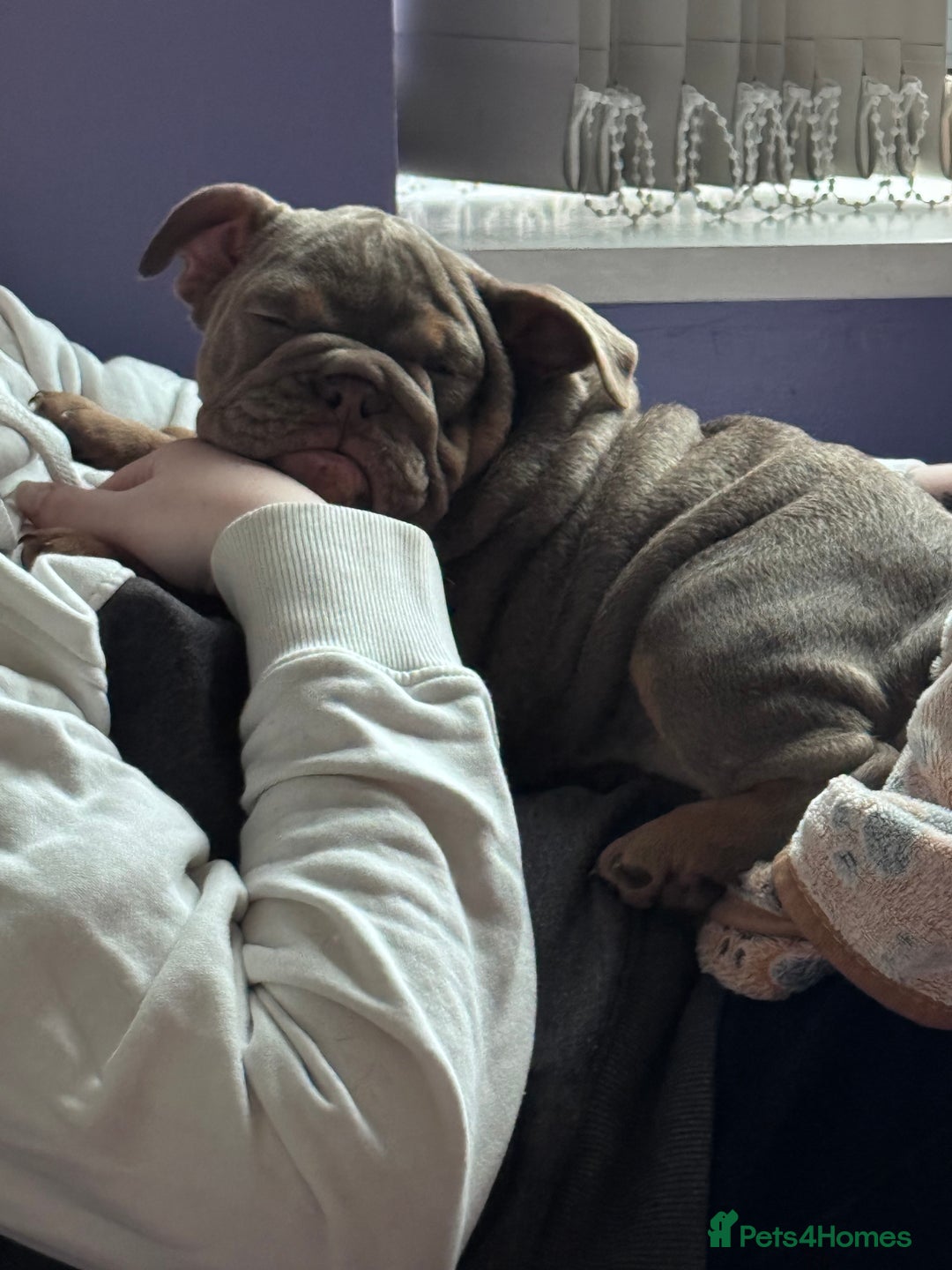 English Bulldog dogs for sale: Last little lady, English Bulldog  - Advert 23