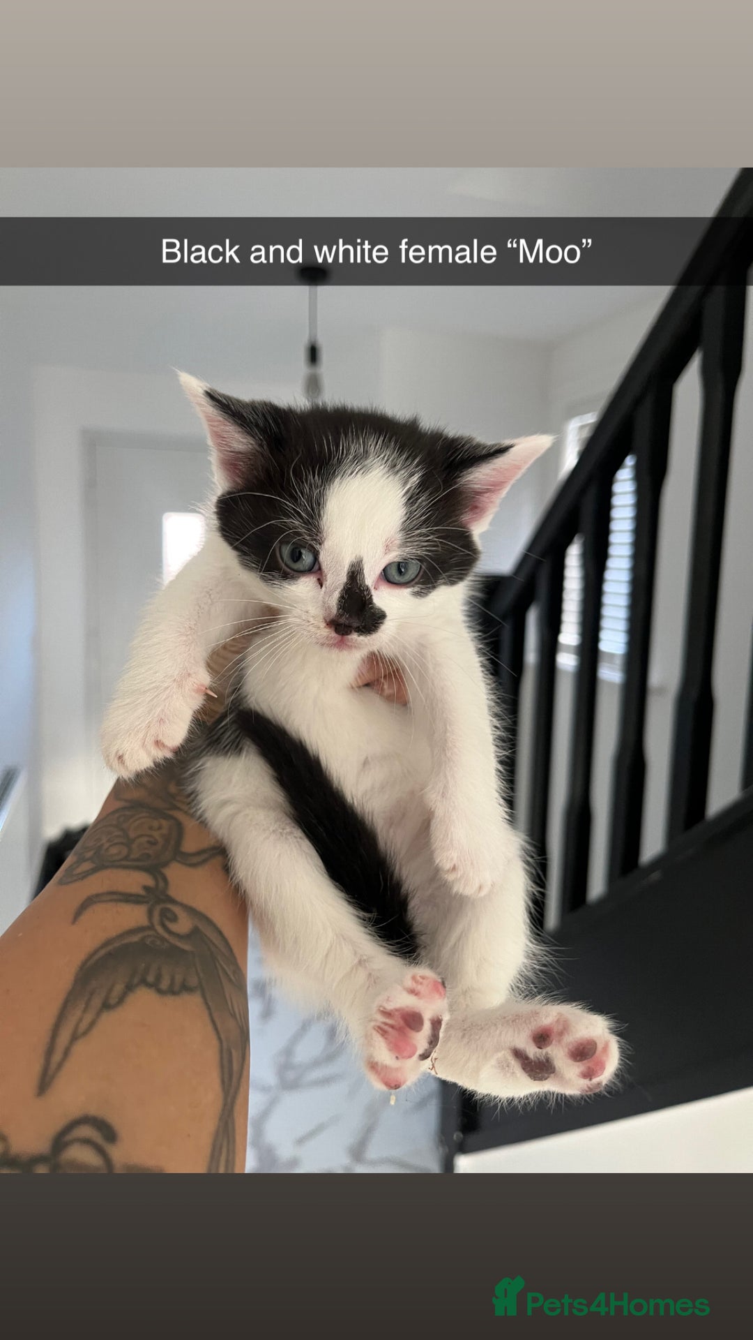 Mixed Breed cats for sale: Beautiful kittens  - Advert 4