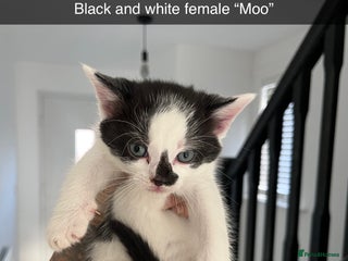 Mixed Breed cats Beautiful kittens - Advert 10