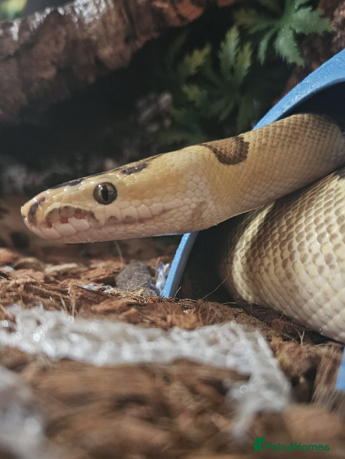 Python Snake reptiles Royal Python Fire Enchi Clown Male 2022 - Advert 4