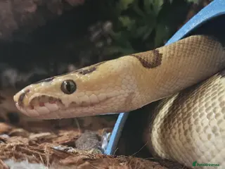 Python Snake reptiles Royal Python Fire Enchi Clown Male 2022 - Advert 4