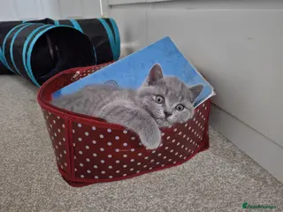 British Shorthair cats ✨British Shorthair Kittens Ready for Loving Home!✨ - Advert 15