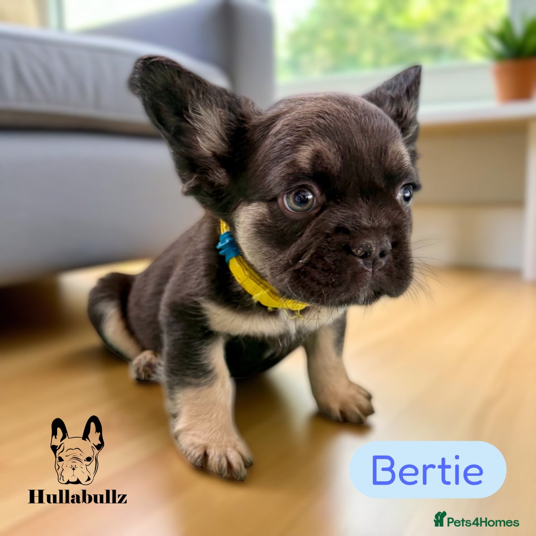 French Bulldog dogs for sale: **READY NOW - 1 Boy Left! Reduced** - Image 6