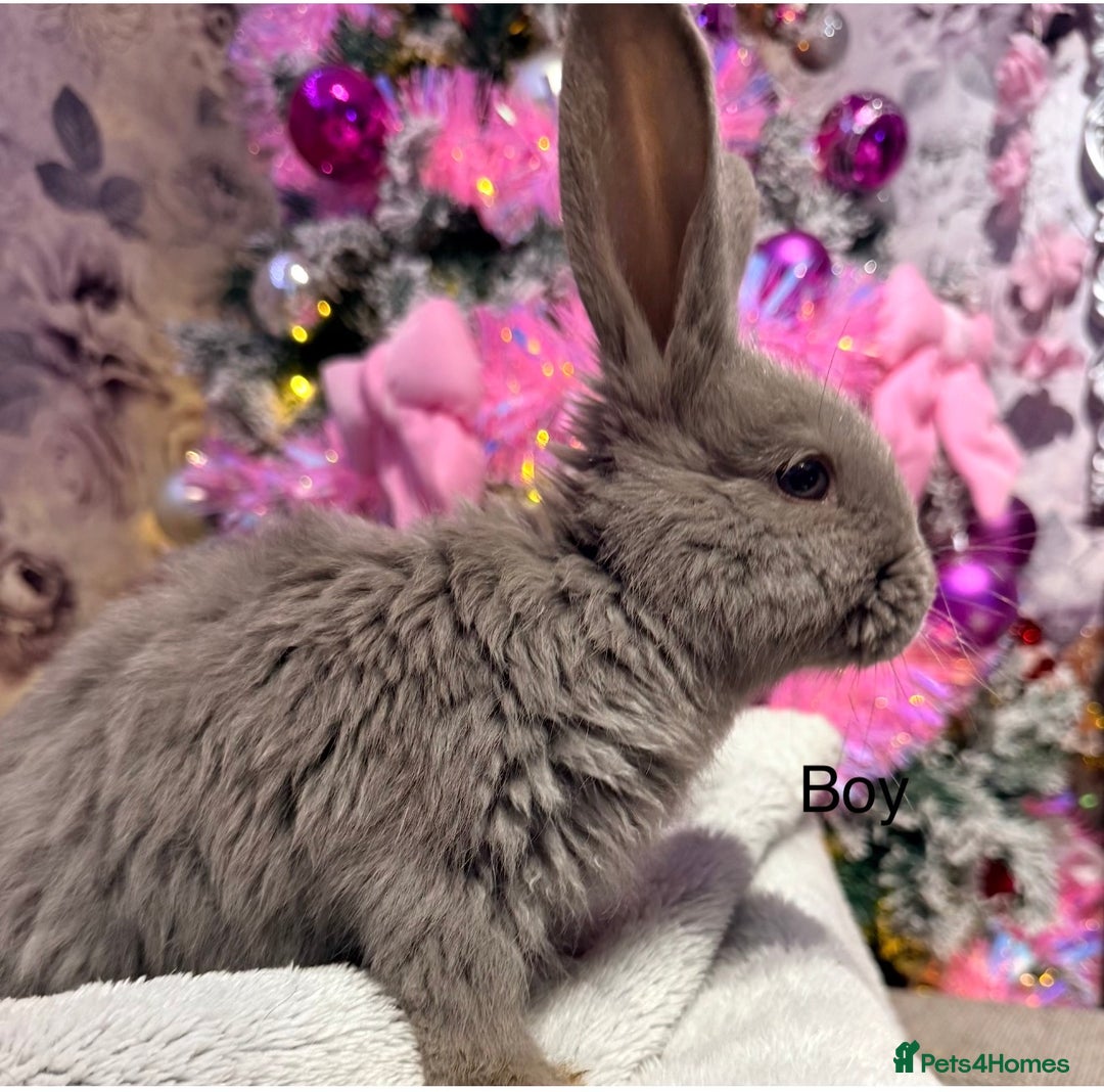 Mixed Breed rabbits for sale: French lop x Angora  - Advert 9