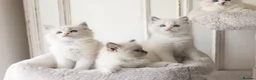 Ragdoll cats for sale: the Best Ragdoll kittens - Advert 4