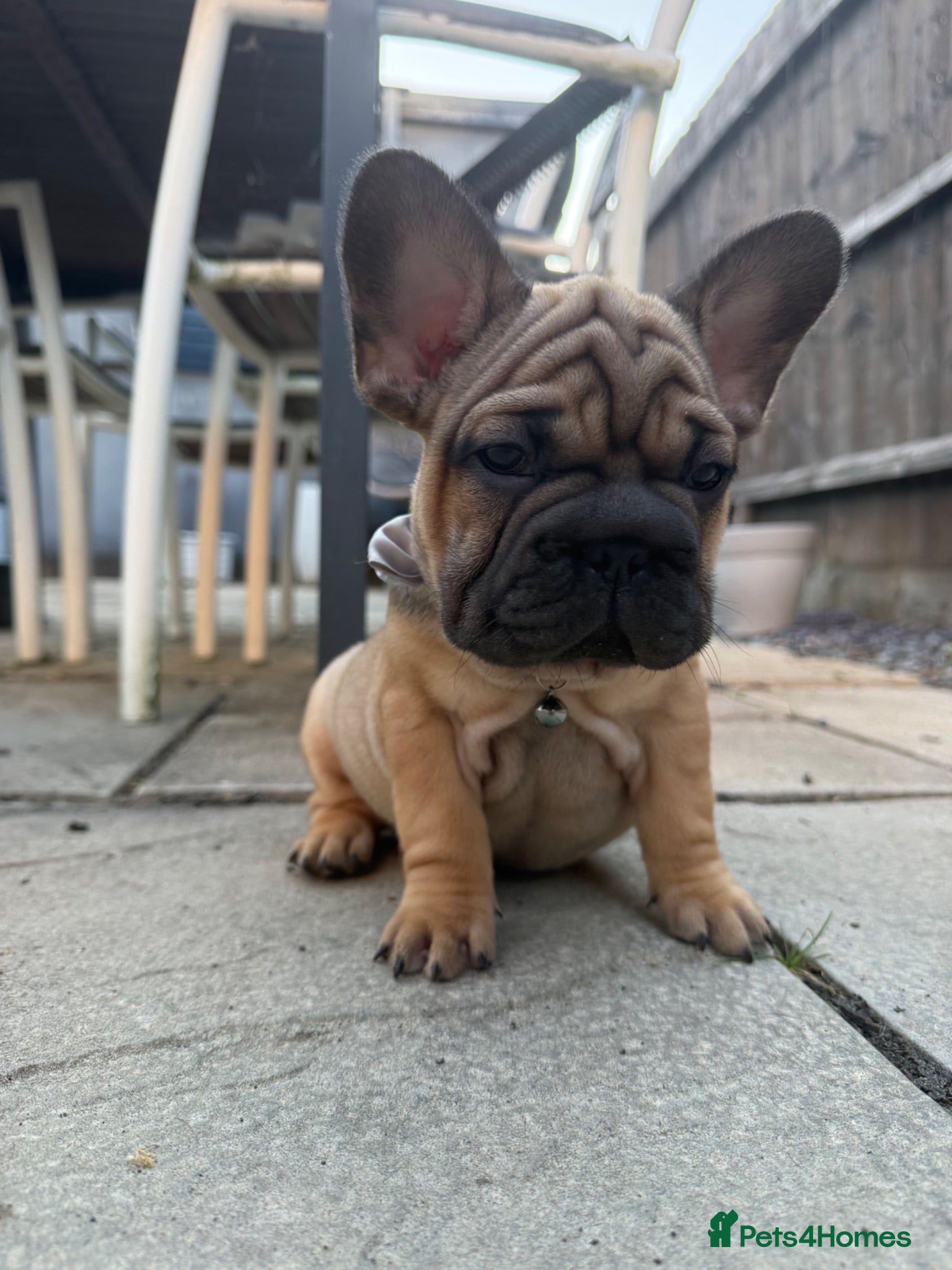 French Bulldog dogs 🌟last 2 KC pup left🌟 Ready to go  - Advert 1
