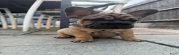 French Bulldog dogs for sale: 🌟last 2 KC pup left🌟 Ready to go  - Advert 4