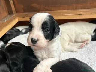 Sprocker dogs Stunning Sprocker pups 🐶💕 - Advert 6