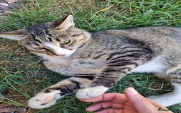 Mixed Breed cats for adoption: TOM a friendly & proud boy who needs a Loving Home - Advert 8