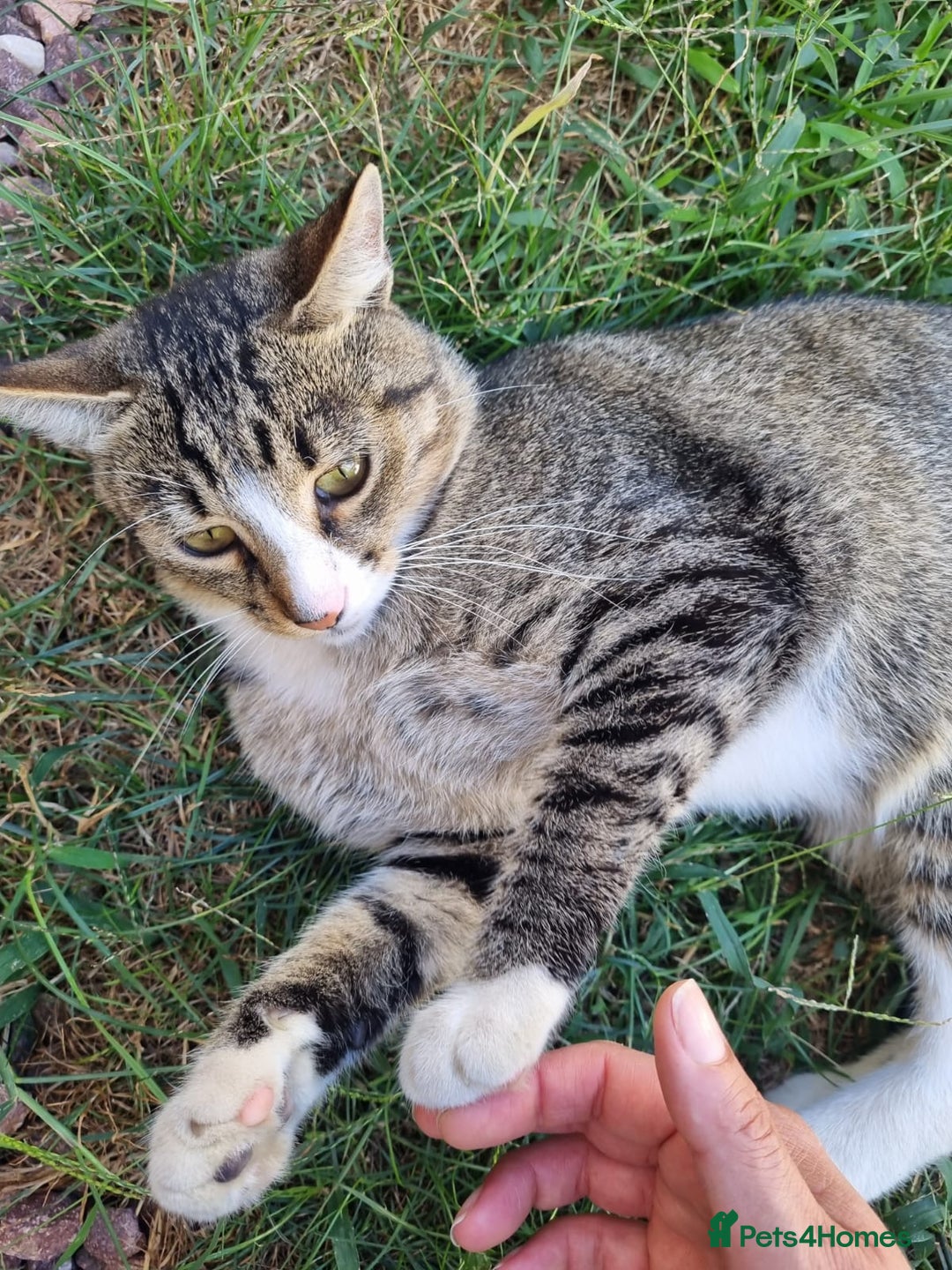 Mixed Breed cats for adoption: TOM a friendly & proud boy who needs a Loving Home - Advert 8
