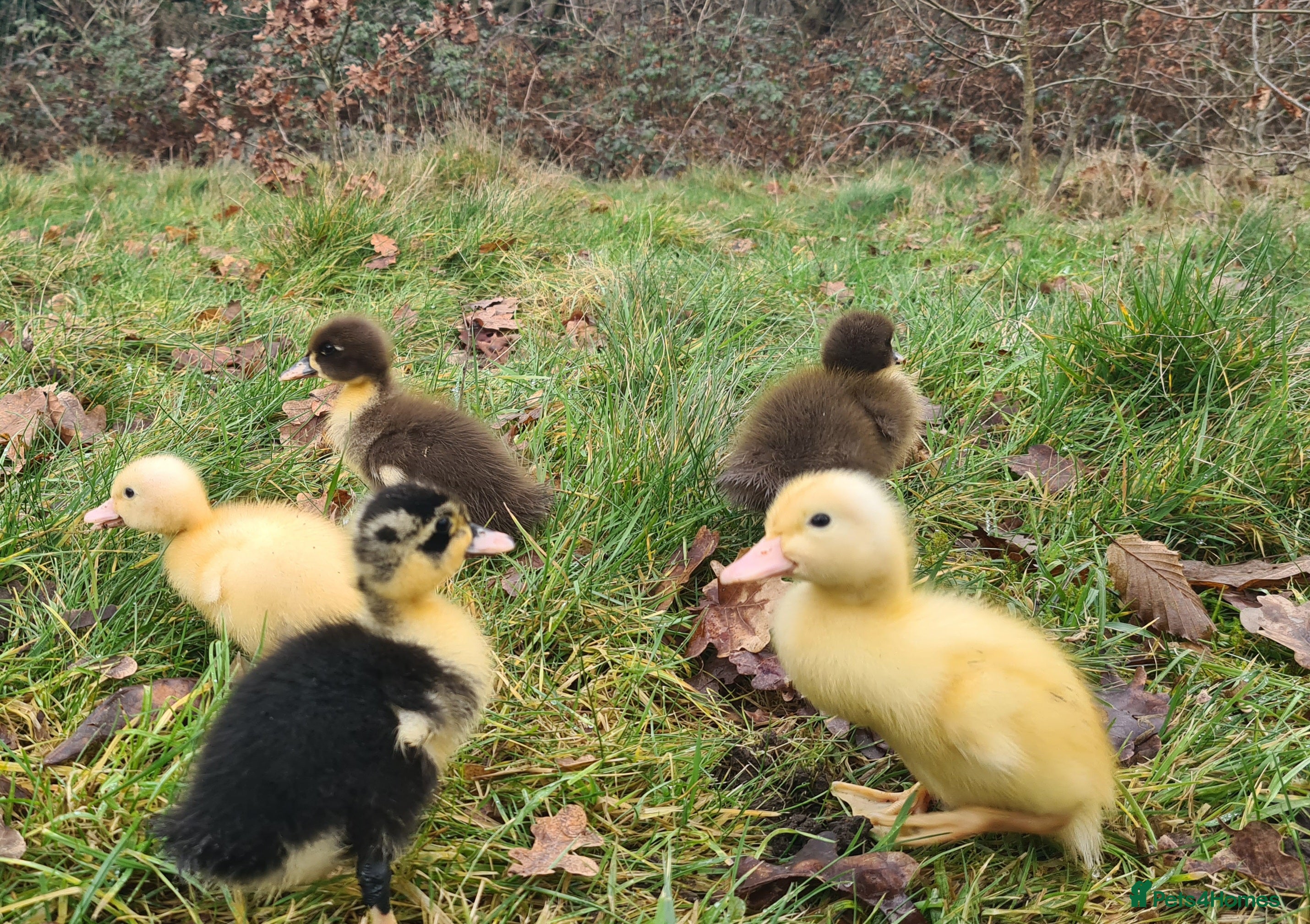 Mixed Breed poultry Ducklings - Advert 1