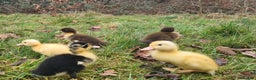 Mixed Breed poultry for sale: Ducklings - Advert 1