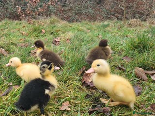 Mixed Breed poultry Ducklings - Advert 1
