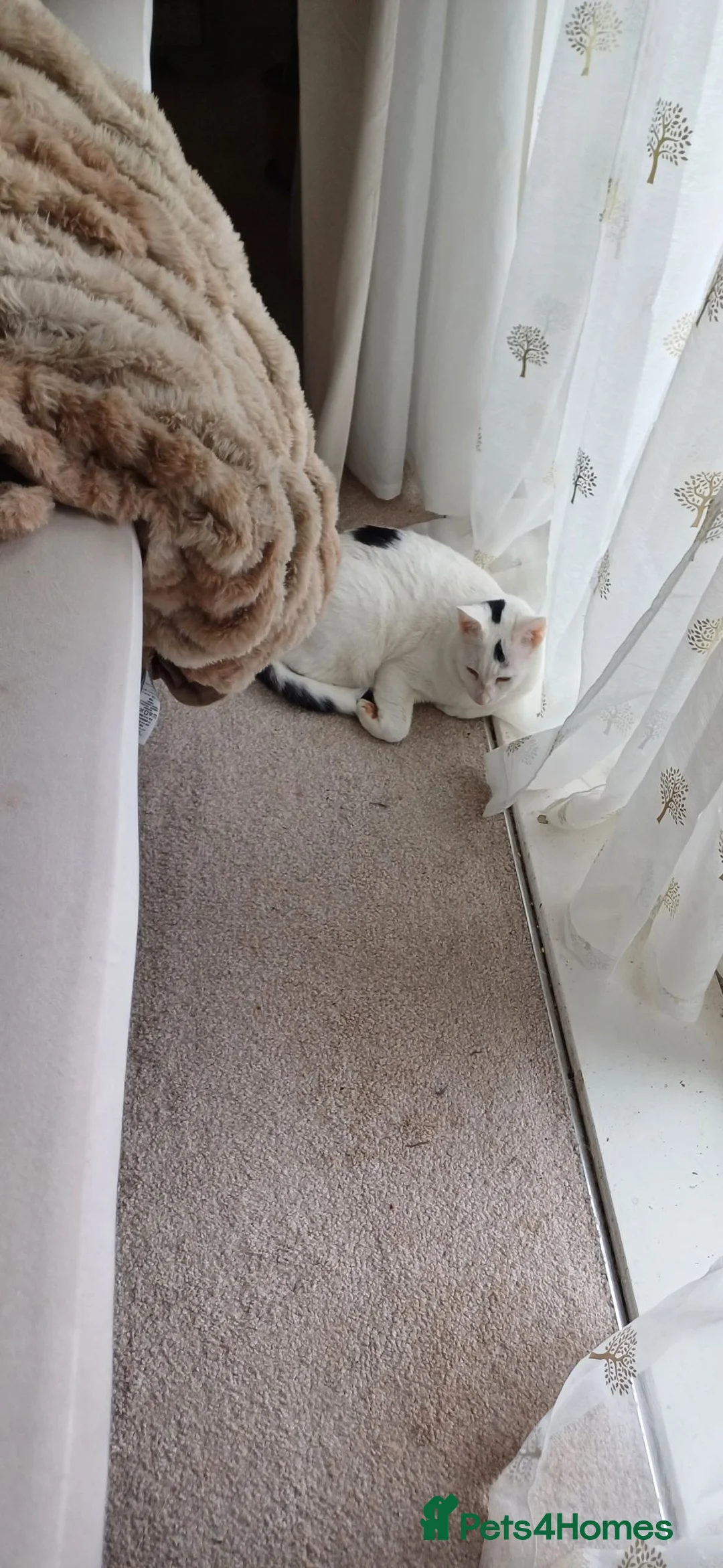 Mixed Breed cats for sale: 2 little ones - Advert 8
