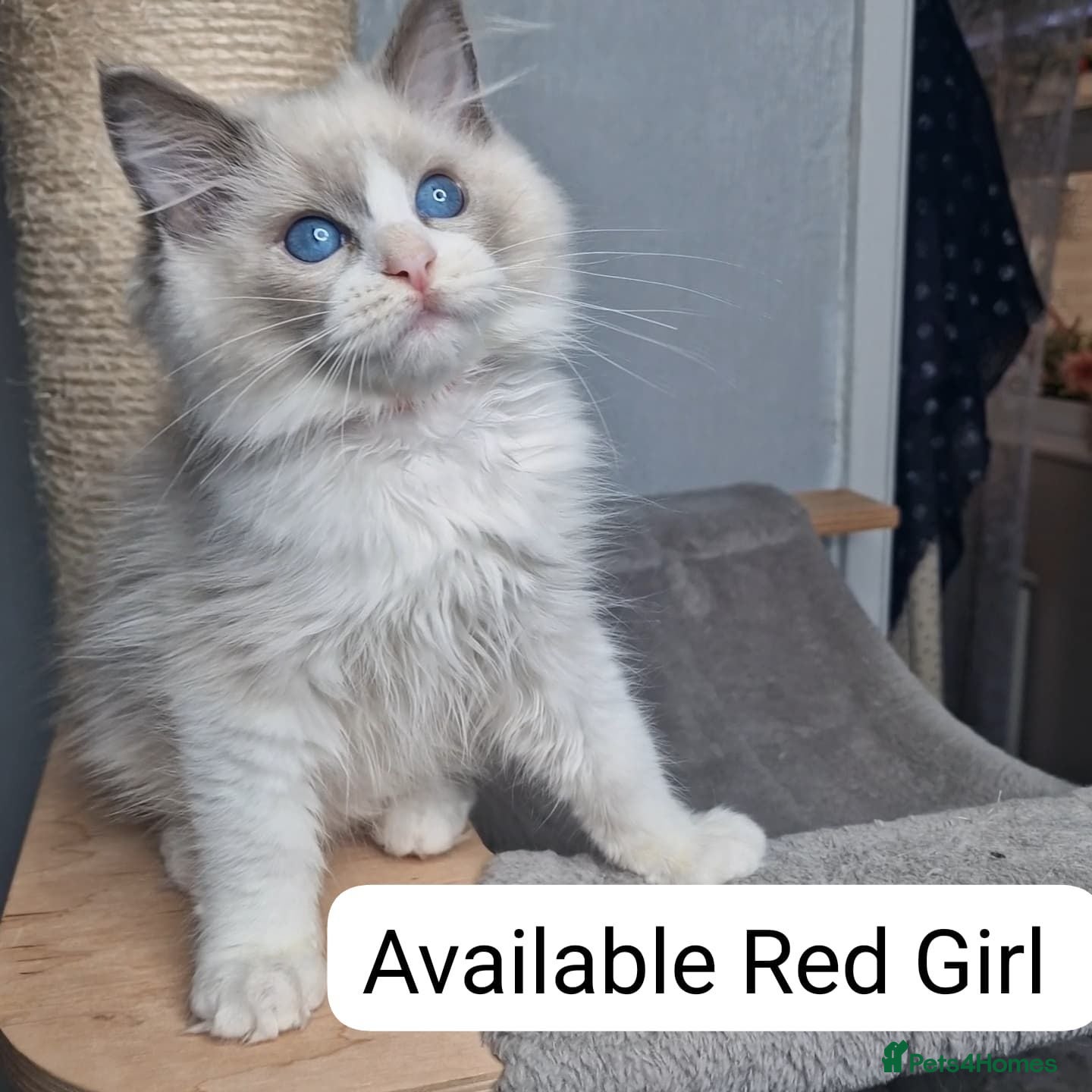 Ragdoll cats Last Girl Available- Luxury Blue BiColour Girls - Advert 1