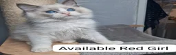 Ragdoll cats for sale: Blue BiColour Luxury Girls- READY to GP - Advert 4